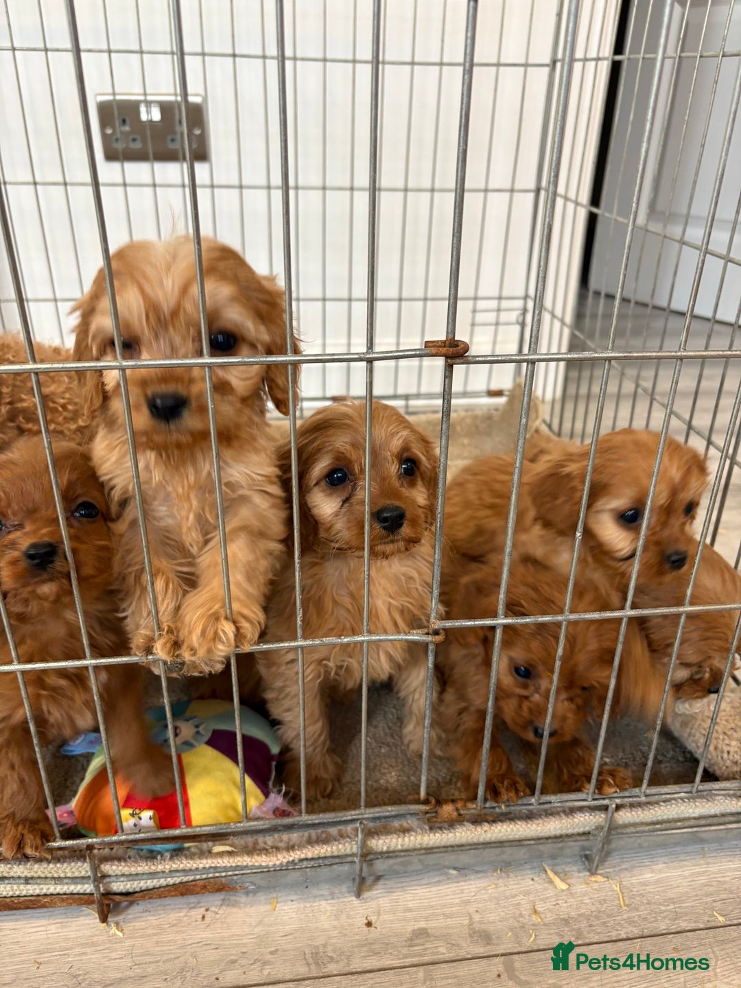 Cavapoo dogs for sale: Red Cavapoo puppies  - Image 13