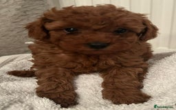Toy Poodle dogs for sale: Stunning Fox Red Toy Poodles - Image 15