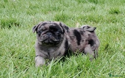 Pug dogs for sale: Pug puppies-Merle, panda and koi - Image 29