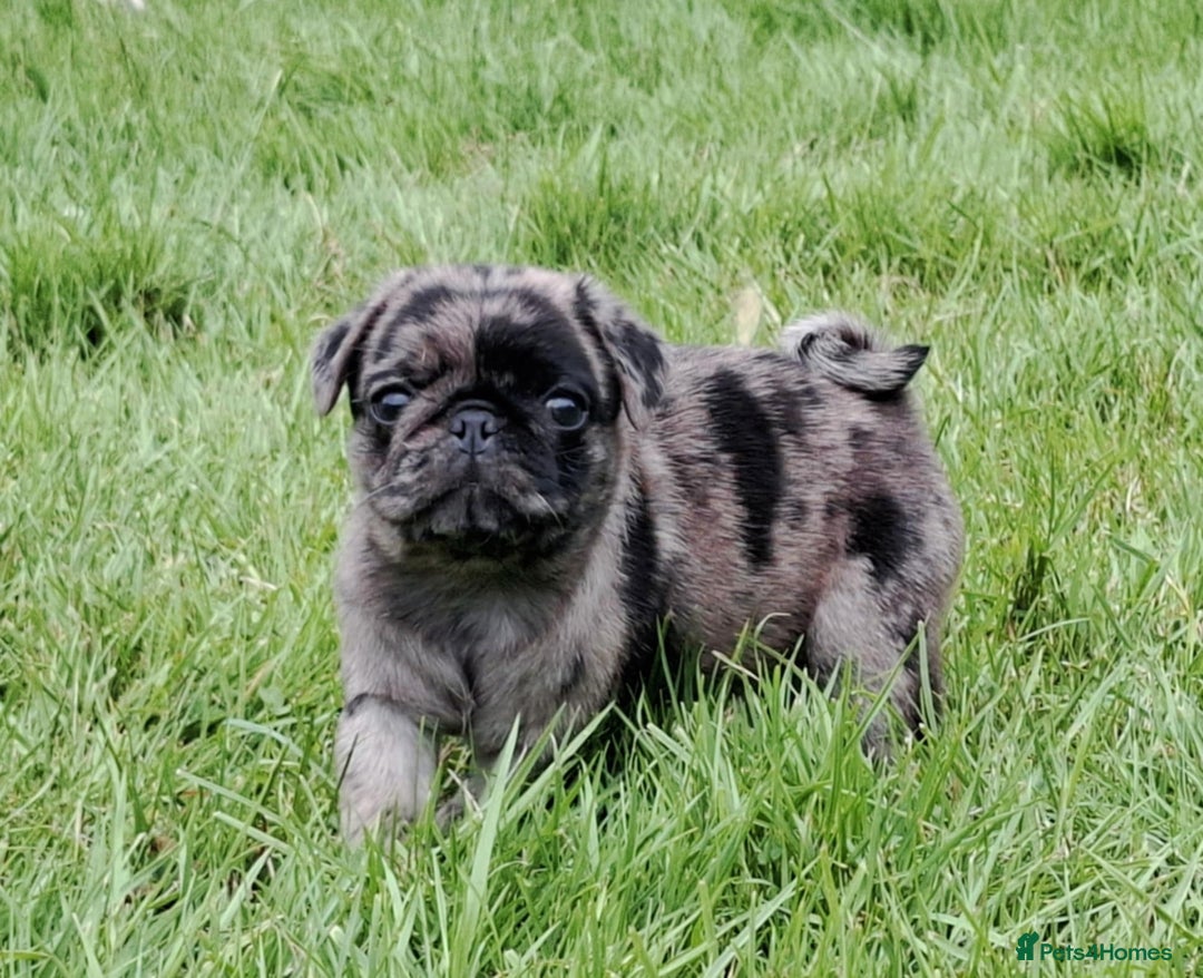 Pug dogs for sale: Pug puppies-Merle, panda and koi - Image 29