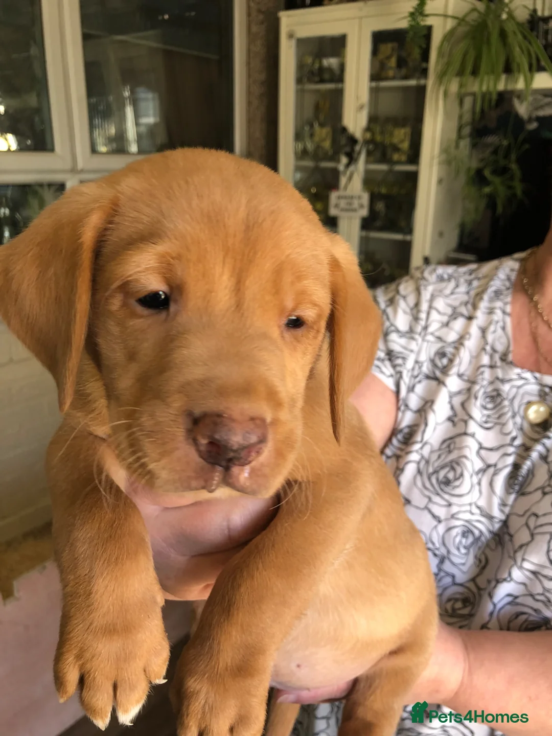 Labrador Retriever dogs for sale: Fox red Labrador puppies - Advert 1