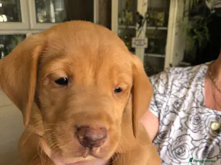 Labrador Retriever dogs Fox red Labrador puppies - Advert 1