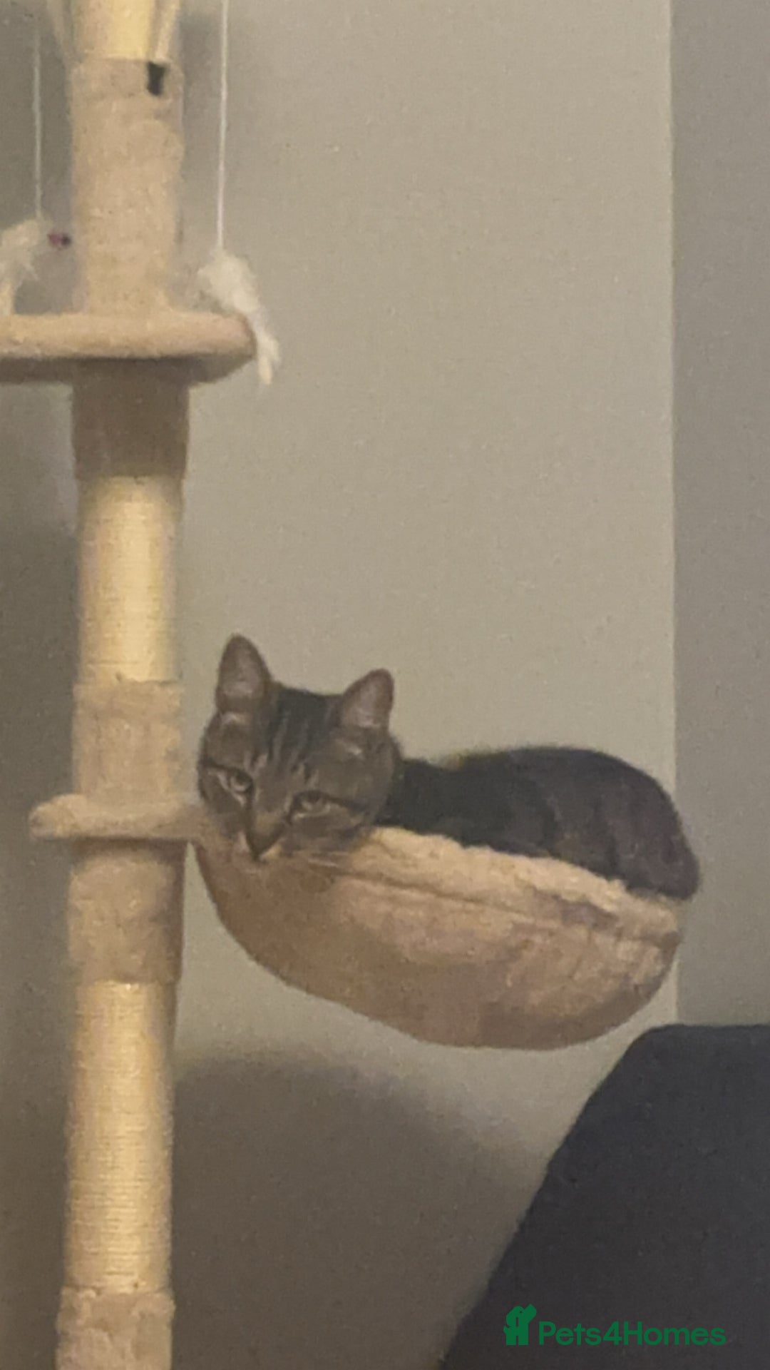 Domestic Shorthair cats for sale: Binx or bonk  - Image 8