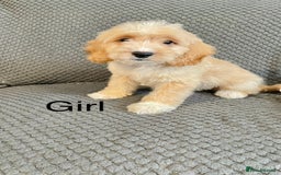 Cockapoo dogs for sale: Cockapoo Puppies F1  - Image 13