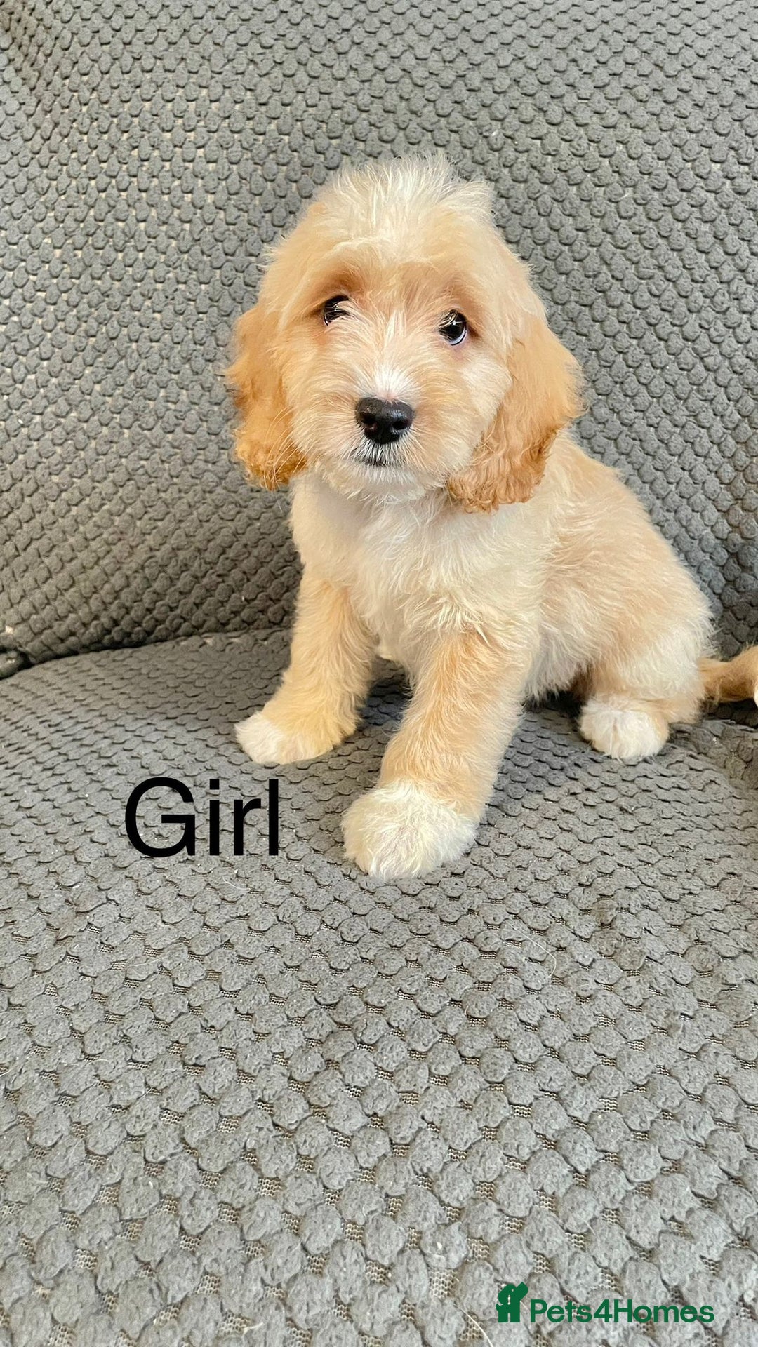 Cockapoo dogs for sale: Cockapoo Puppies F1  - Image 13