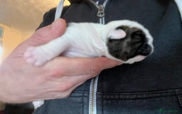 English Bulldog dogs for sale: English bulldogs - Advert 34