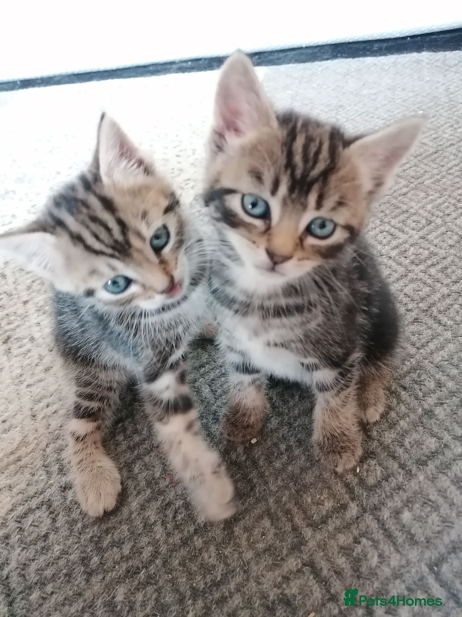 Mixed Breed cats Beautiful kittens  - Advert 1