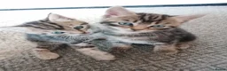 Mixed Breed cats for sale: Beautiful kittens  - Advert 1