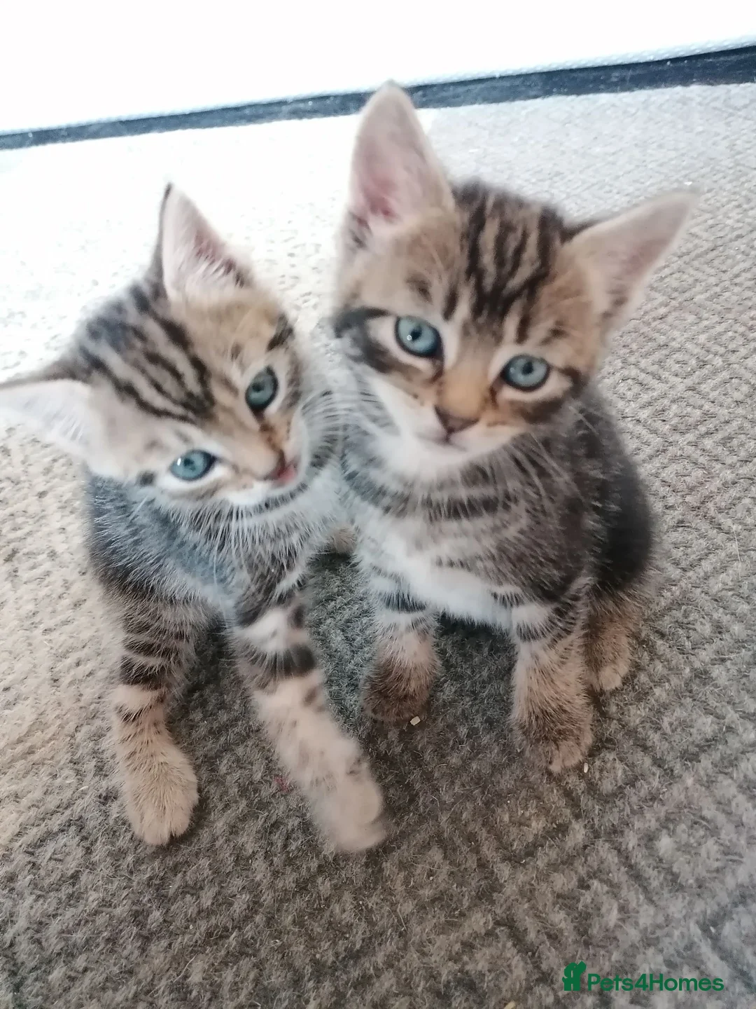 Mixed Breed cats for sale: Beautiful kittens  - Advert 1