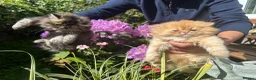 Persian cats for sale: Persian kittens - Advert 4