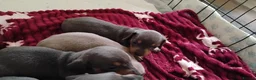 Miniature Dachshund dogs for sale: Miniature male and female pups  - Advert 7