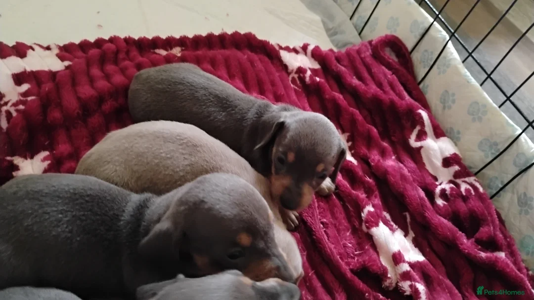 Miniature Dachshund dogs for sale: Miniature male and female pups  - Advert 7
