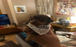 Chiweenie dogs for sale: Chiweenies for sale - Image 3