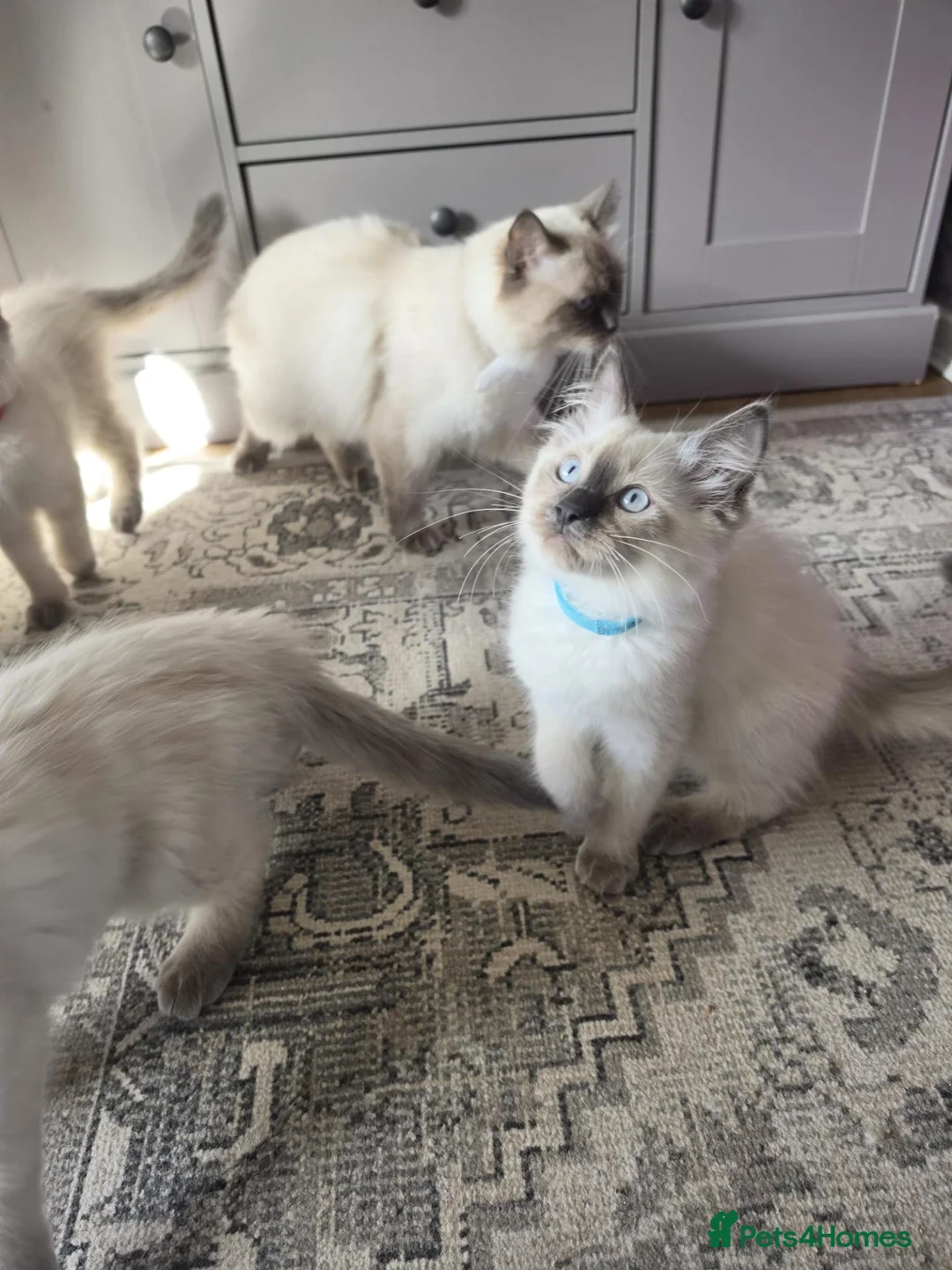 Ragdoll cats for sale: Beautiful ragdolls  - Advert 8
