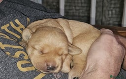 Labrador Retriever dogs for sale: Beautiful Lab Pups Looking for Loving Homes  - Image 1