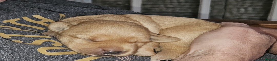 Labrador Retriever Puppy 7