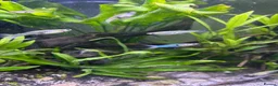 Live Bearers fish for sale: Mixed sex guppies for sale - endler + guppy cross  in Chessington - Advert 2