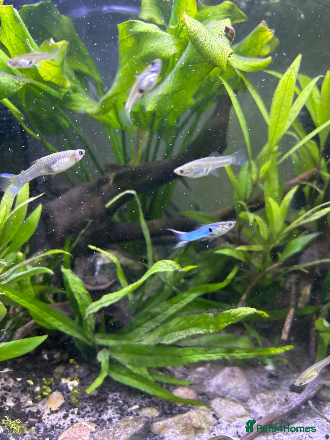 Live Bearers fish for sale: Mixed sex guppies for sale - endler + guppy cross  in Chessington - Advert 2