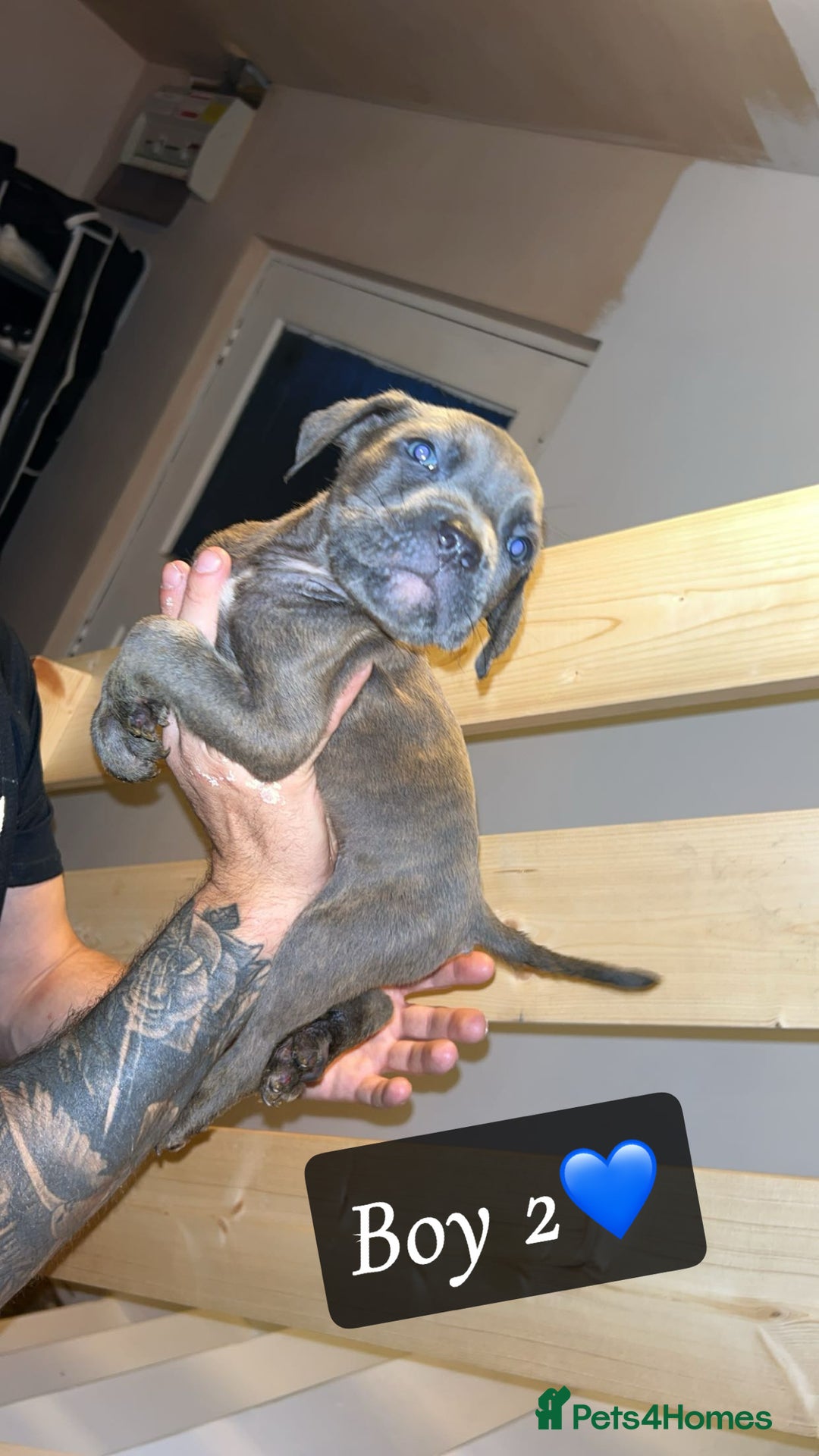 Mixed Breed dogs for sale: Cane Corso x Pocket Bully - Image 8