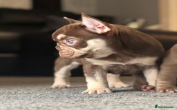 French Bulldog dogs for stud: 🏆KING HADE BEST ROJO AND TAN🏆 in Sittingbourne - Image 15
