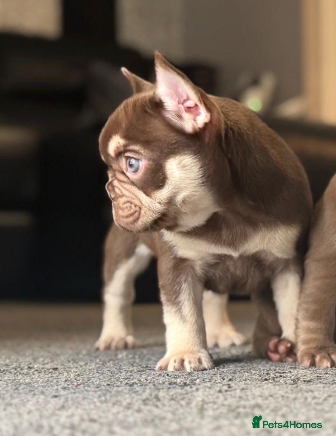 French Bulldog dogs for stud: 🏆KING HADE BEST ROJO AND TAN🏆 in Sittingbourne - Image 15