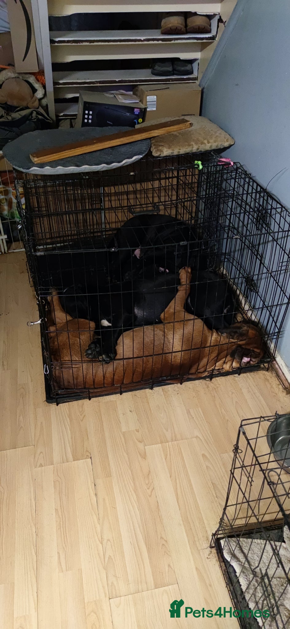 Mixed Breed dogs Mother and son and daughter  - Advert 1