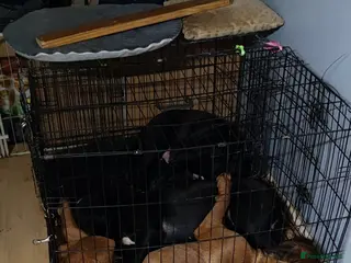 Mixed Breed dogs Mother and son and daughter - Advert 2