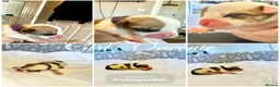 Mixed Breed dogs for sale: 🐾 AMERICAN BULLDOG X OLD ENGLISH BULLDOG PUPPIES in Great Yarmouth - Advert 3