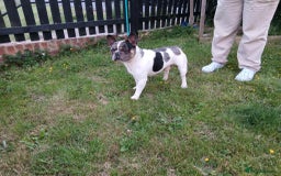 French Bulldog dogs for sale: French Bulldog puppies  - Image 10