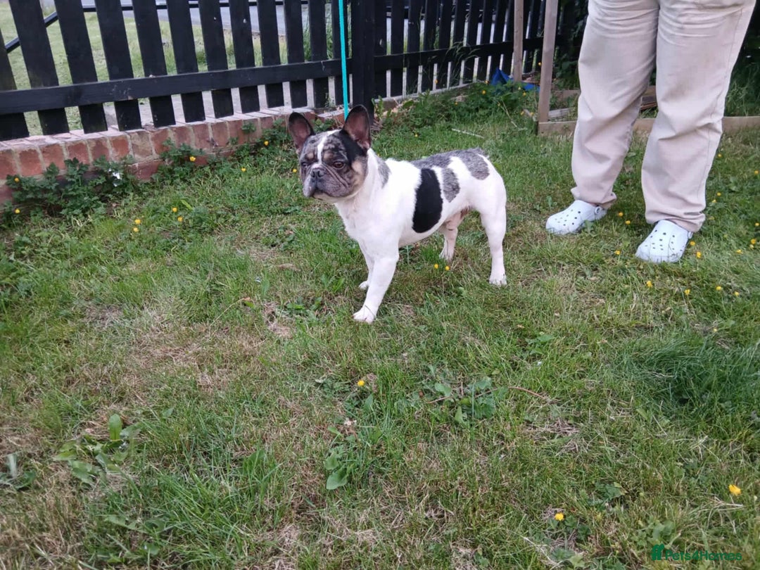 French Bulldog dogs for sale: French Bulldog puppies  - Image 10