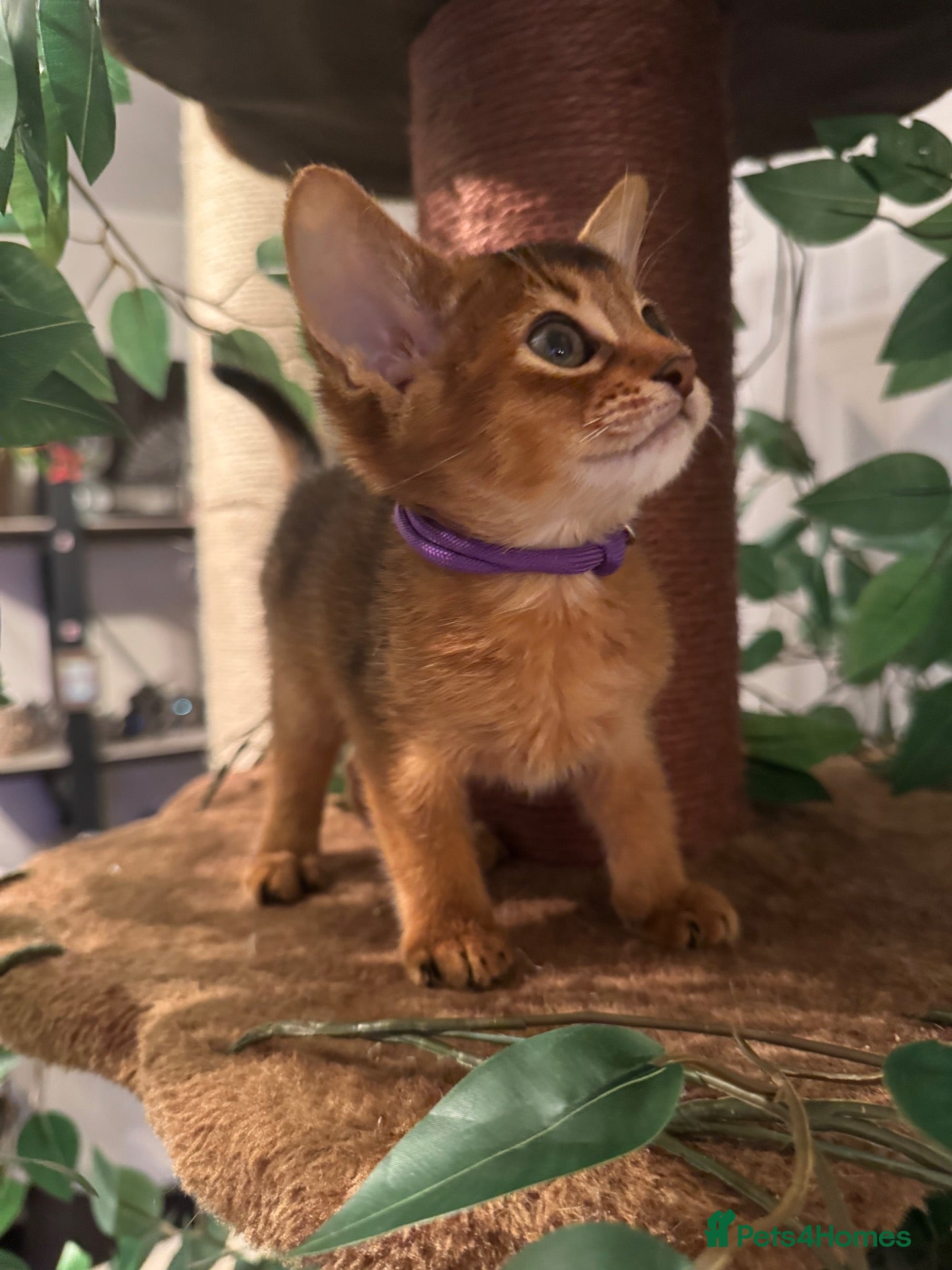 Abyssinian cats Three Abyssinian sisters looking for a new home - Advert 2