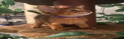 Abyssinian cats for sale: Three Abyssinian sisters looking for a new home - Advert 10