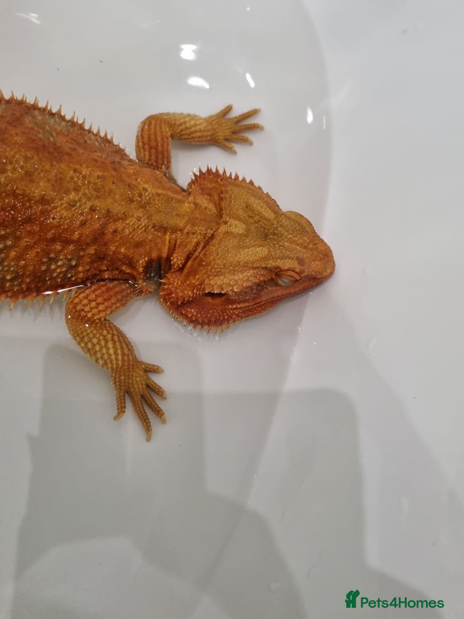 Bearded Dragon reptiles Tango - Advert 2