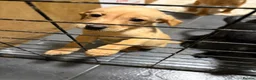 Labrador Retriever dogs for sale: Full Labrador Puppies   - Advert 9