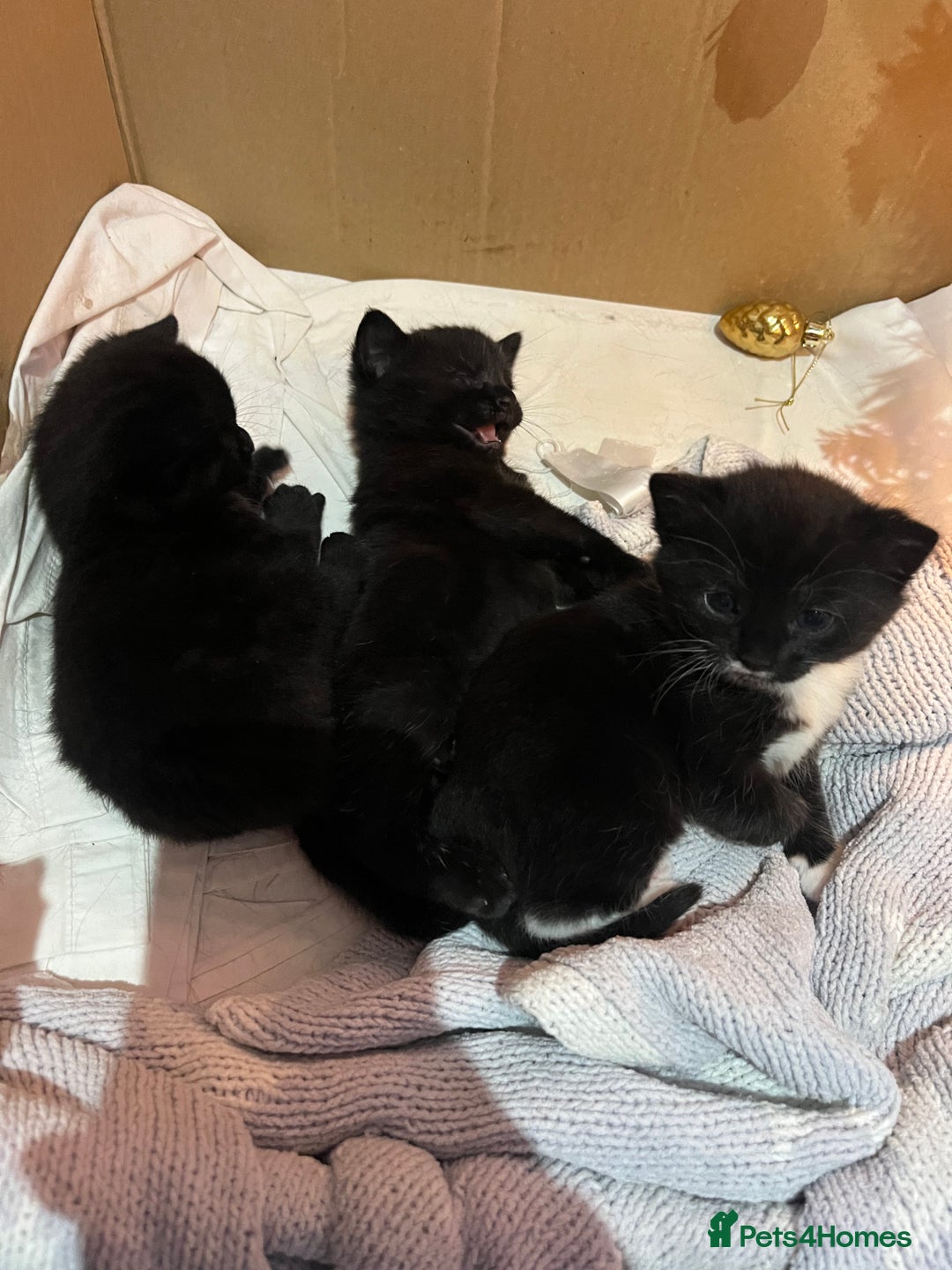 Mixed Breed cats for sale: Kittens for sale/ NO TIME WAISTERS! - Advert 7