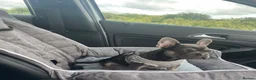 French Bulldog dogs for sale: 4 year old Male blue and tan French bulldog.  in Driffield - Advert 2