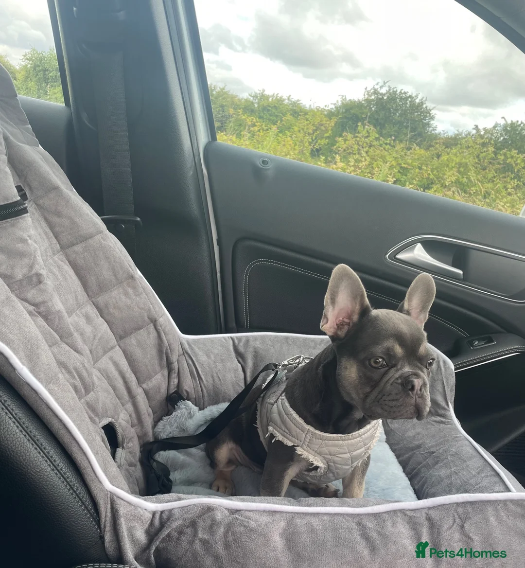 French Bulldog dogs for sale: 4 year old Male blue and tan French bulldog.  in Driffield - Advert 2