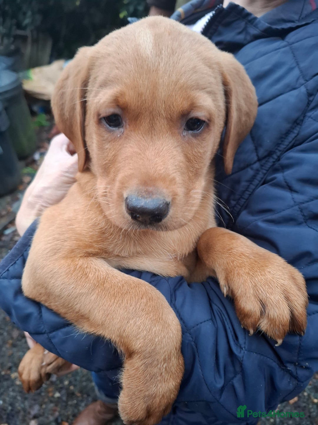 Labrador Retriever dogs for sale: Red labrador puppies - Image 15