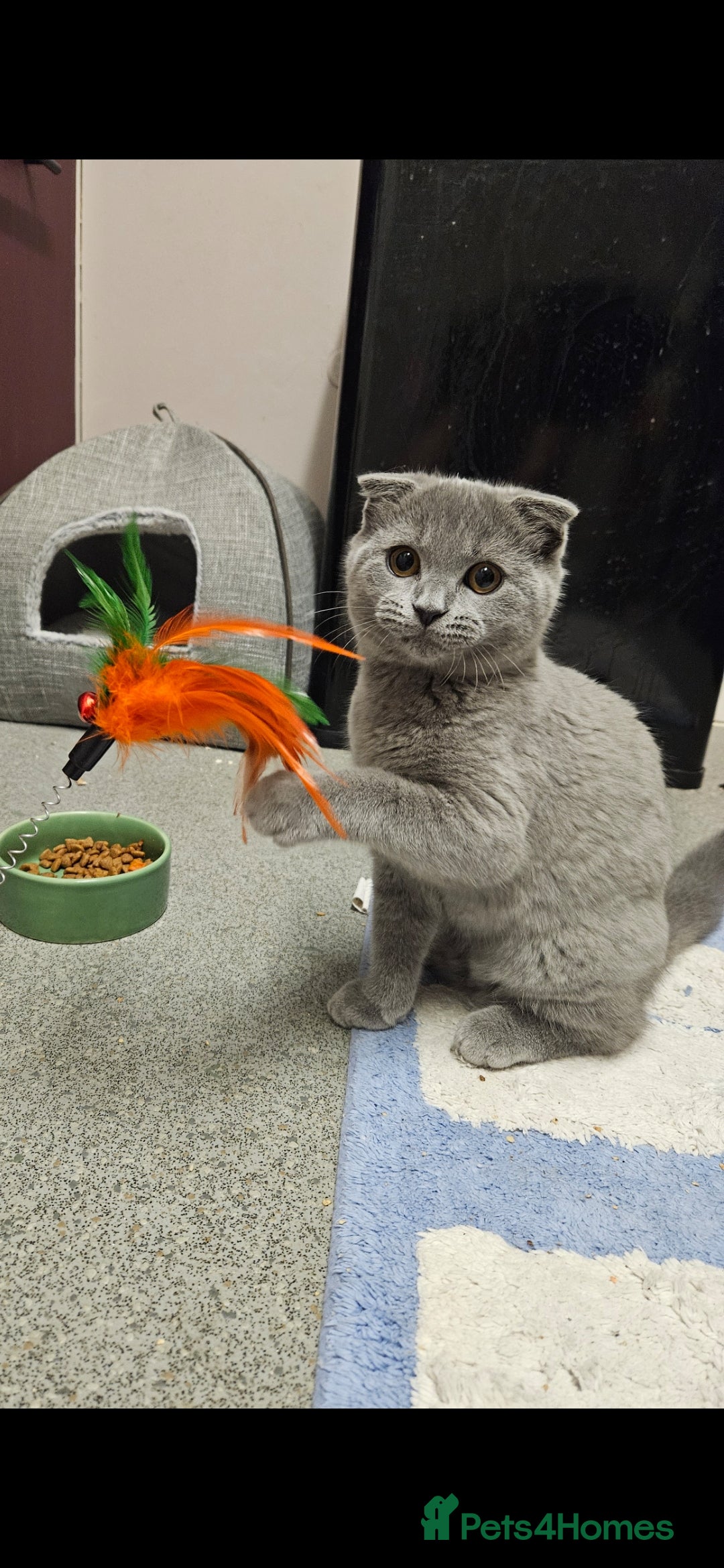 Scottish Fold cats for sale: 5 month blue Scottish Fold - Image 5