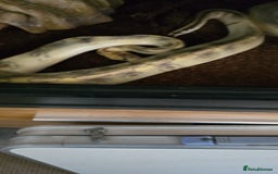 Python Snake reptiles for sale: Python  - Image 2