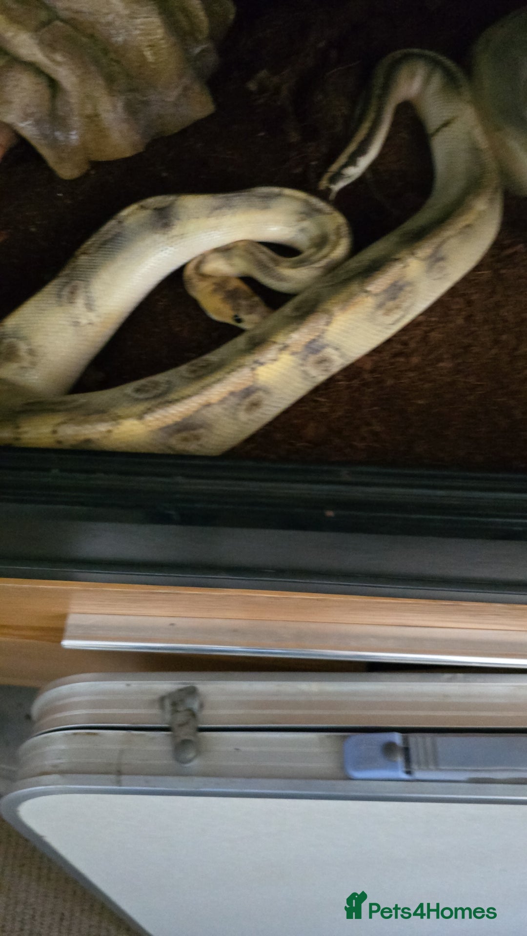 Python Snake reptiles for sale: Python  - Image 2