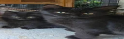 Persian cats for sale: Lovely half persian kitten - Advert 18