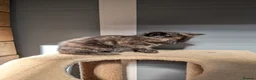 Mixed Breed cats for sale: 2 Bengal/Norwegian forest Kittens  - Advert 5