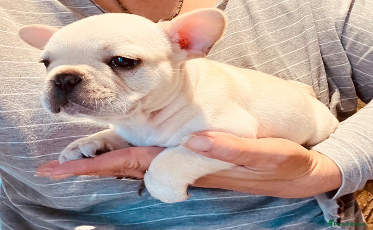 French Bulldog dogs - Advert 2