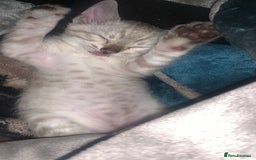 Bengal cats for sale: Male Bengal Cat – Loving & Trained For sale - Image 8