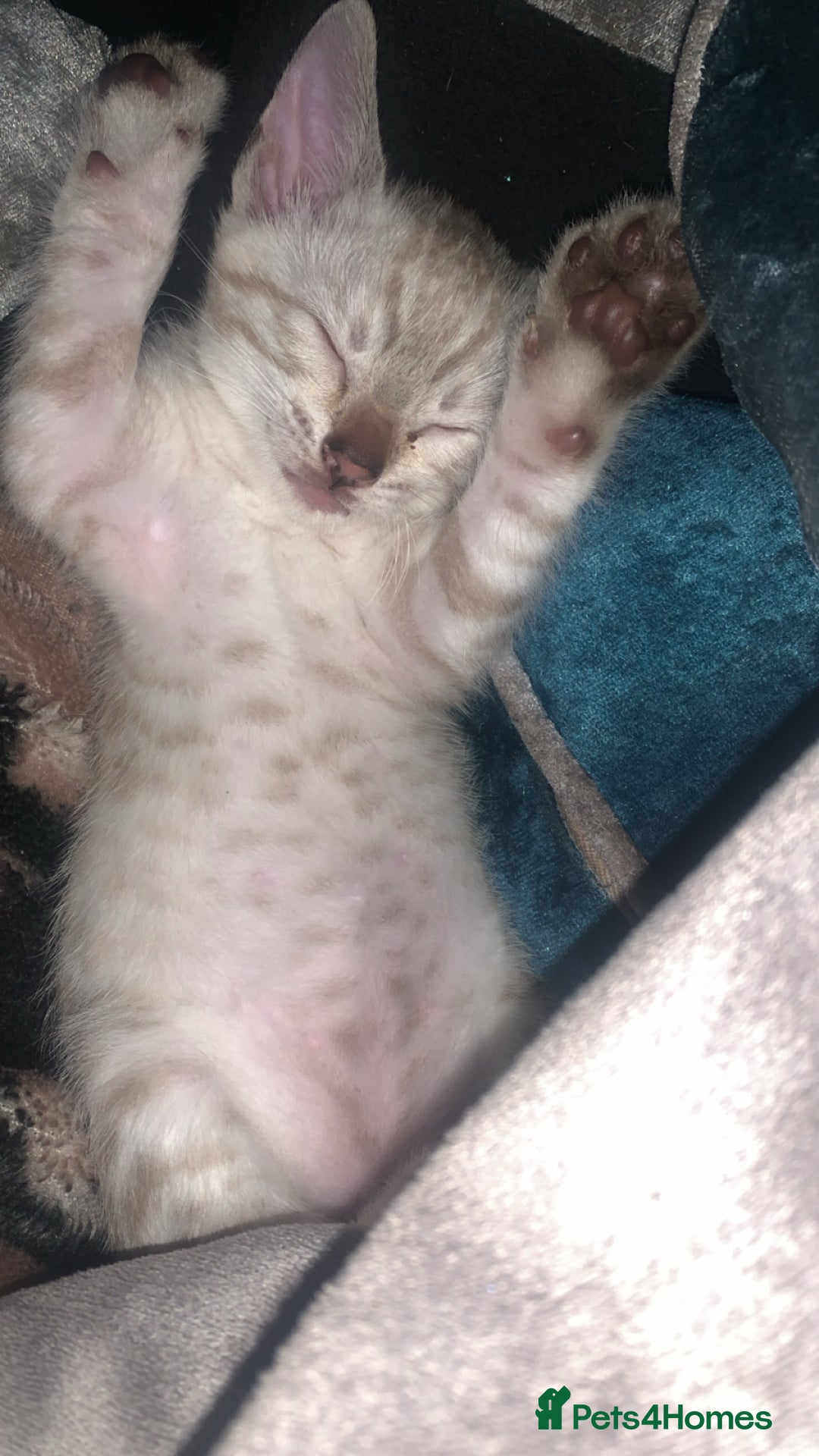 Bengal cats for sale: Male Bengal Cat – Loving & Trained For sale - Image 8