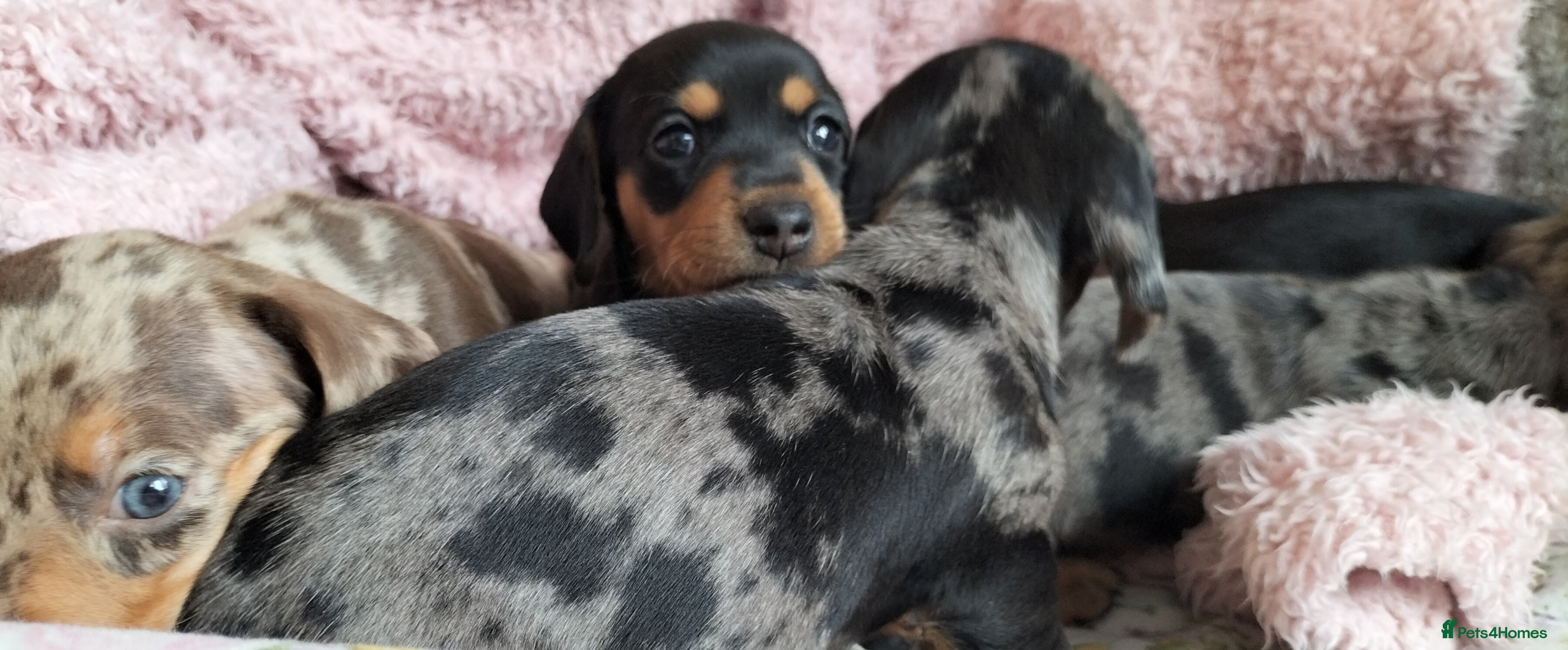 Miniature Dachshund dogs Beautiful miniature dachshunds 😊 - Advert 14