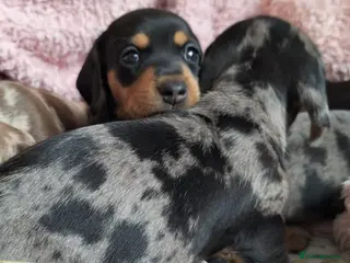Miniature Dachshund dogs Beautiful miniature dachshunds 😊 - Advert 14