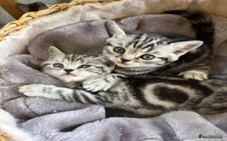 British Shorthair cats for sale: ❤️💙 GORGEOUS SILVER TABBY BSH CHAMPION LINES 💙❤️ - Image 9