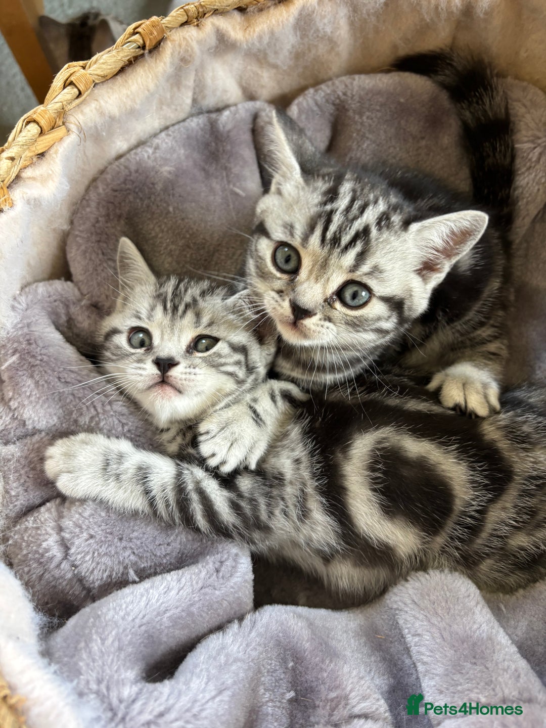 British Shorthair cats for sale: ❤️💙 GORGEOUS SILVER TABBY BSH CHAMPION LINES 💙❤️ - Image 9
